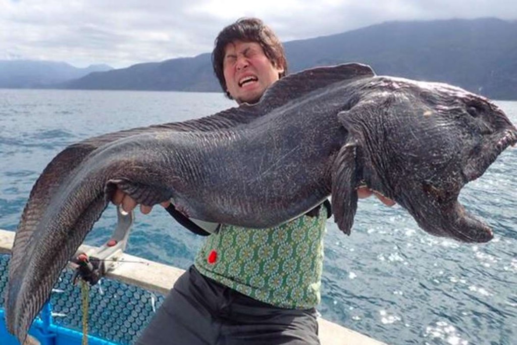 wolffish1
