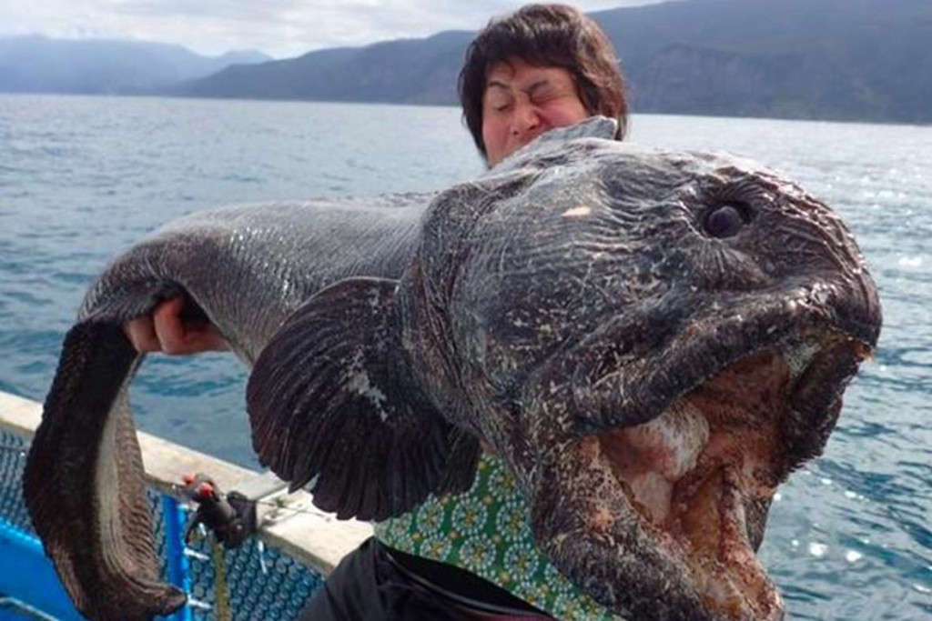 wolffish2