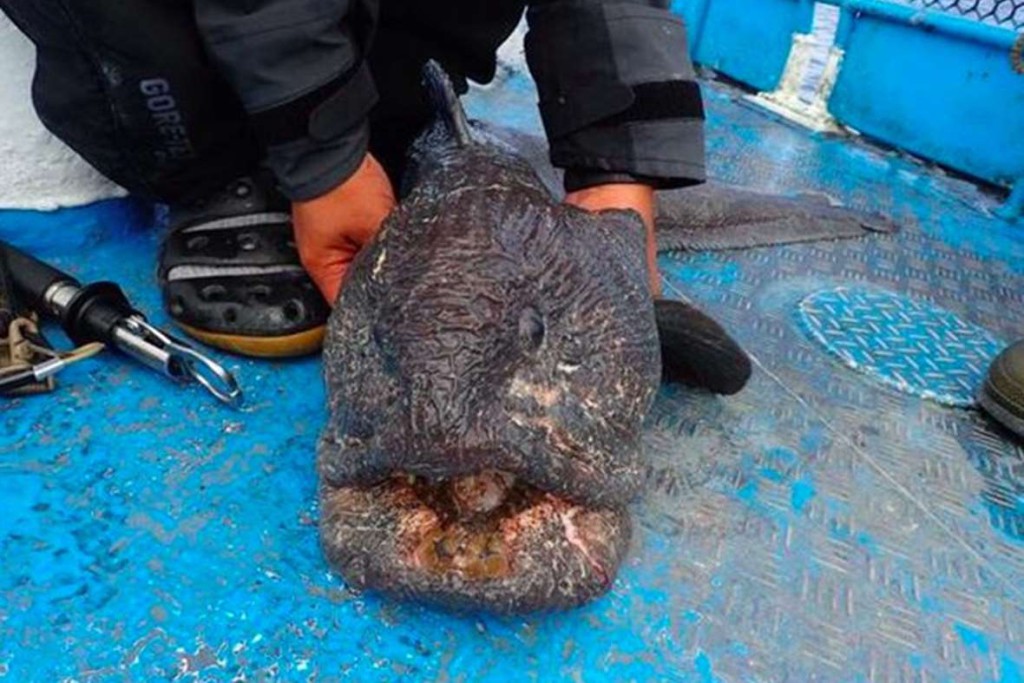 wolffish4